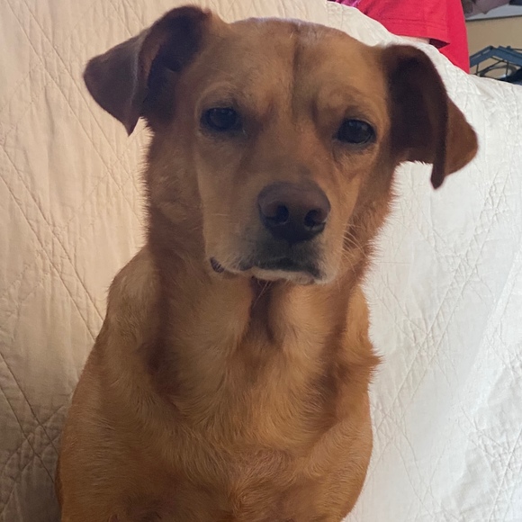 Meet your Posher, Katrina - Picture 1 of 1